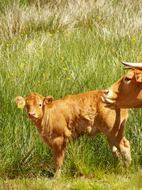 Cow in a field