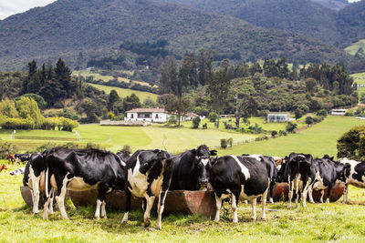 Herd of dairy cattle in la calera in the department of cundinamarca close to  bogotá in colombia