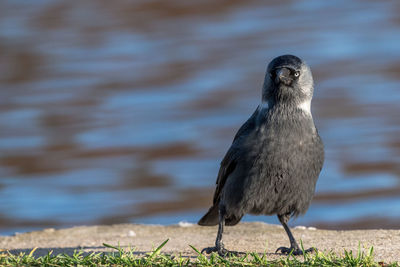 Isolated eurasian jackdaw perching on the ground in front of water