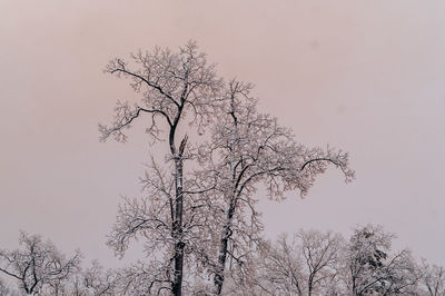 Low angle view of bare tree against clear sky