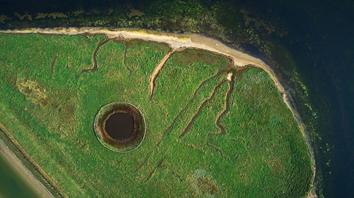 Close-up of green hole on tree