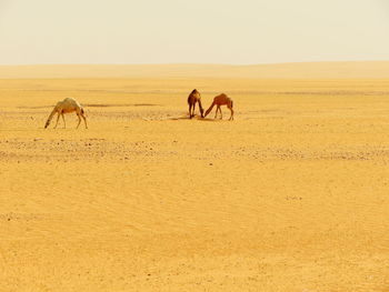 Camels in the wild