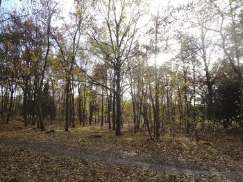 Trees in forest