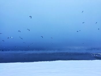 Birds flying over sea against blue sky