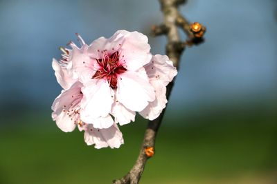 Close-up of pink cherry blossom