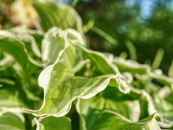 The hosta plant. decorative form of popular flower, village park with flower beds