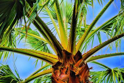 Low angle view of palm trees