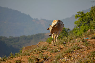 Horse standing on field against mountain