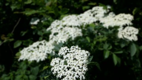 Close-up of flowers