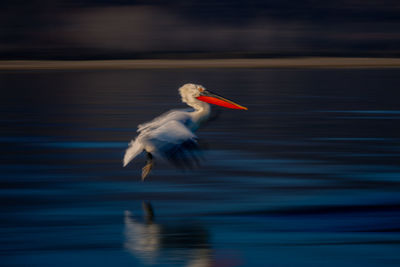 Close-up of bird in lake