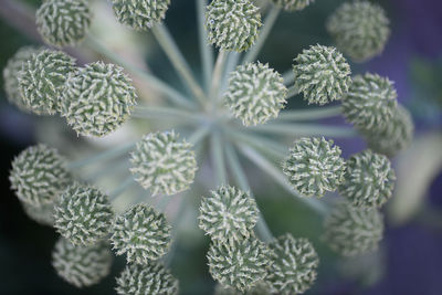 Close-up of potted plants