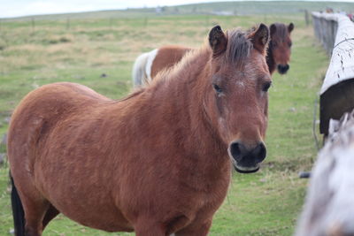 Horses on field