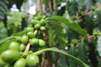 Close-up of coffee crops growing at farm