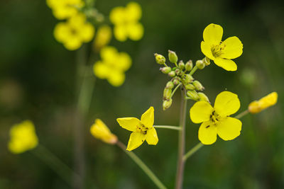 Close-up of yellow flowering plant on field