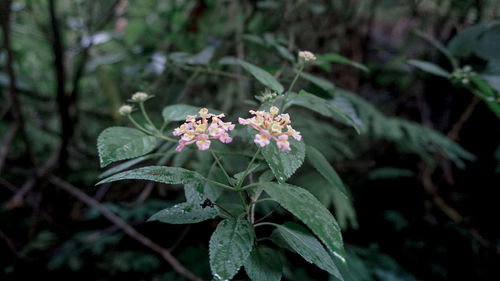 Close-up of flowering plant