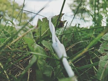 Close-up of grass