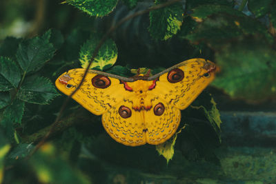 Close-up of butterfly in the sea