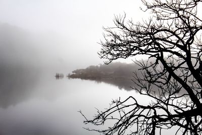 Bare trees in foggy weather