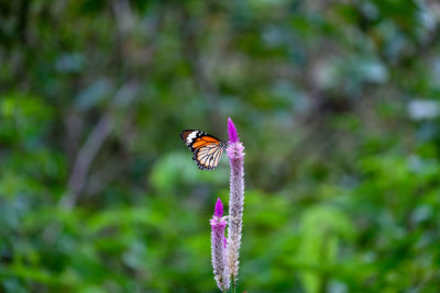 Close-up of butterfly on purple flower