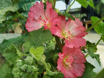 Close-up of pink hibiscus flower