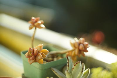 Close-up of flowering plant