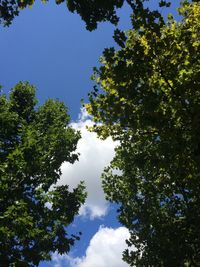 Low angle view of trees against blue sky