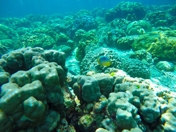 Close-up of coral in sea