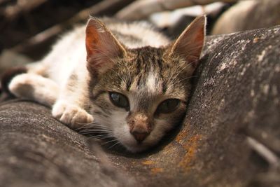 Close-up of cat with depth of field
