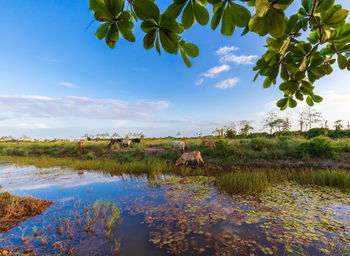 Cows across lake grazing during sunset in paramaribo 