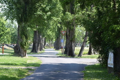 Empty pathway along trees