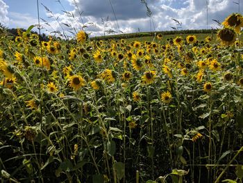 Sunflowers growing in field