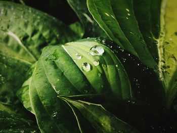 Close-up of water drops on leaf