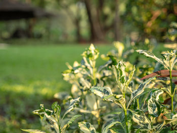 Close-up of flowering plant on field