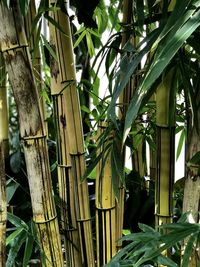 Close-up of coconut palm tree