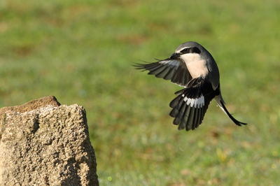 Close-up of bird flying