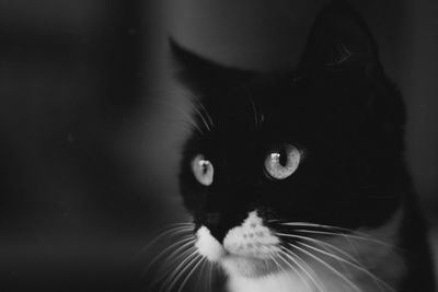 Close-up portrait of a cat