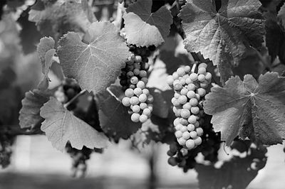 Bunch of grapes growing on vine