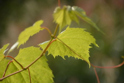 Close-up of green leaves