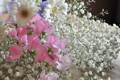 Close-up of pink cherry blossom