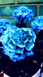 Close-up of purple flowers blooming