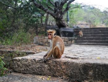 Macaque in mountain of srilanka
