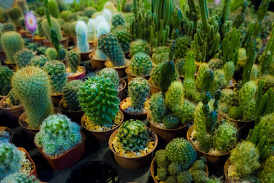 Full frame shot of succulent plants at market