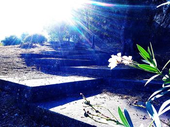 Plants and trees in sunlight