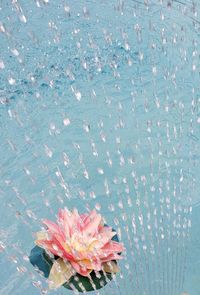 Close-up of pink rose plant in swimming pool