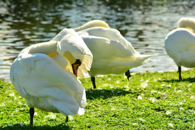 Swans in lake
