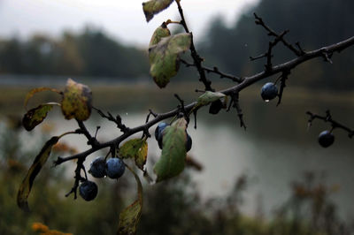 Close-up of berries growing on tree