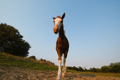 Horse standing on field against sky