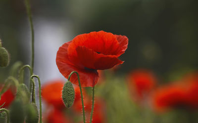 Close-up of red poppy flowers