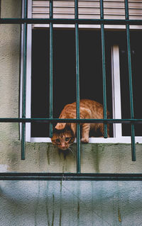 Cat looking through window