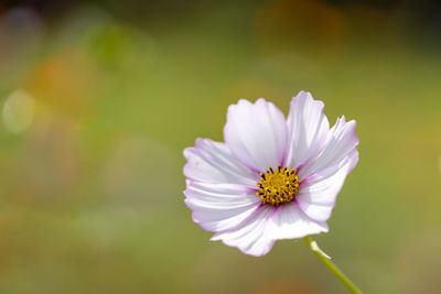 Close-up of white cosmos flower